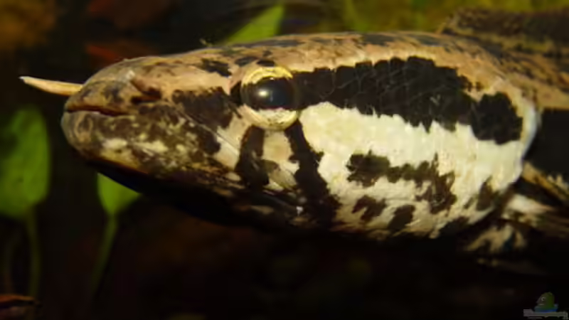 Userbild von Snakehead von Snakehead (24)