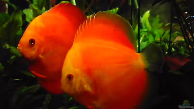 Userbild von snooze von snooze (38)