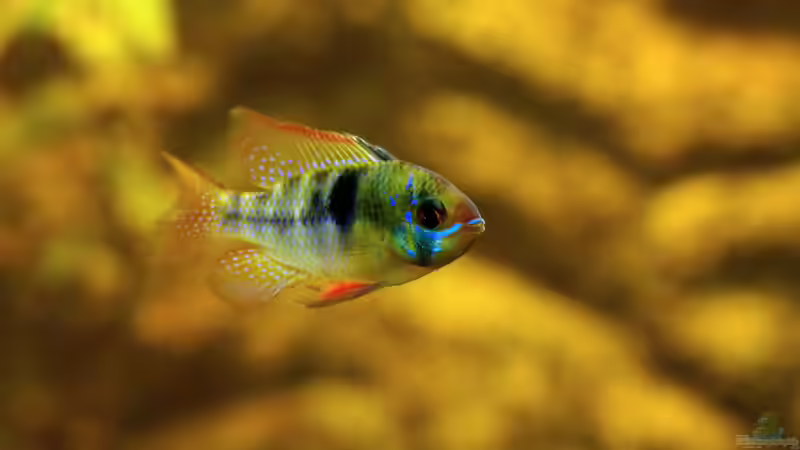 Userbild von solo von solo (26)