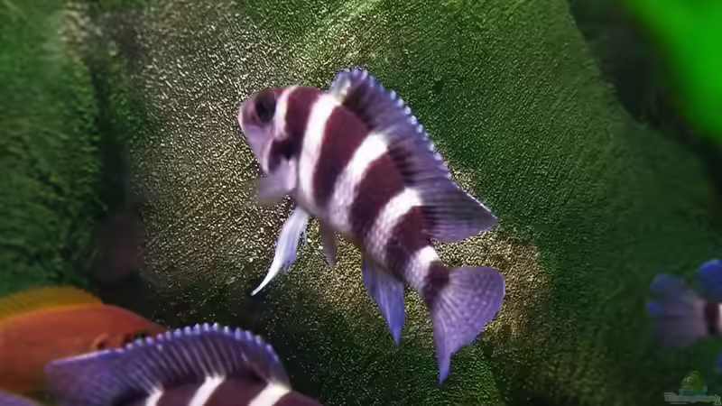 Userbild von spriggina von spriggina (95)