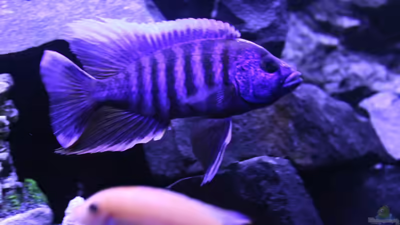 Userbild von Stefan Berthold von Stefan Berthold (47)