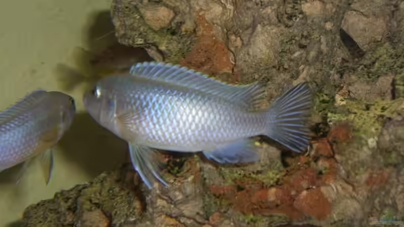 Userbild von Stefan Großmann von Stefan Großmann (6)