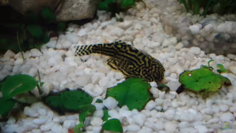 Userbild von Stefan Hülsmann von Stefan Hülsmann (13)