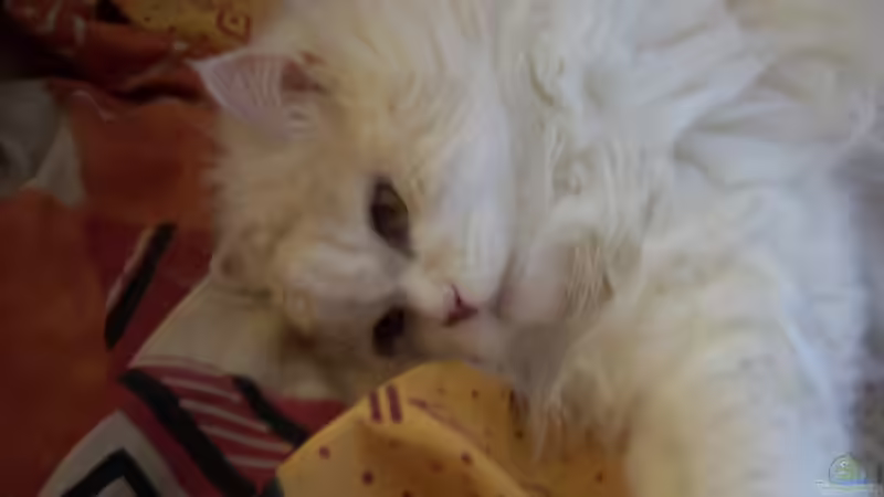 Userbild von Steffen Wenzel von Steffen Wenzel (22)