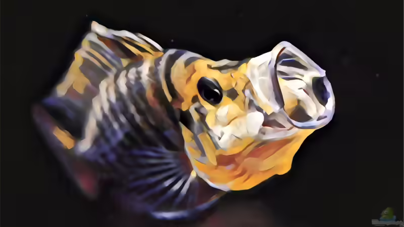 Userbild von Steffi66 von Steffi66 (54)