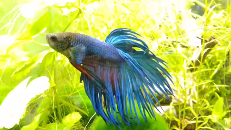 Userbild von Stephy von Stephy (21)