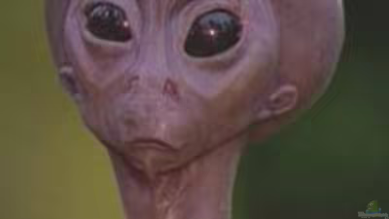 Userbild von Steve Röhning von Steve Röhning (28)