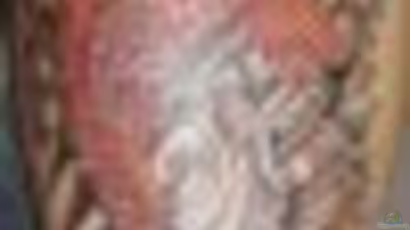 Userbild von stonis-home von stonis-home (33)