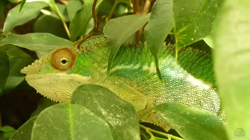 Userbild von Strohhut. von Strohhut. (23)