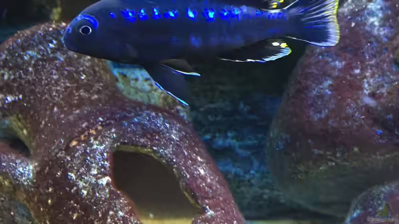 Userbild von Sven W. von Sven W. (8)