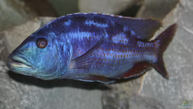 Userbild von Swenni von Swenni (72)