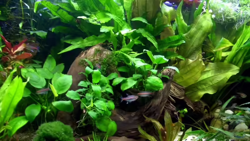 Userbild von Tamara Kamgang von Tamara Kamgang (5)