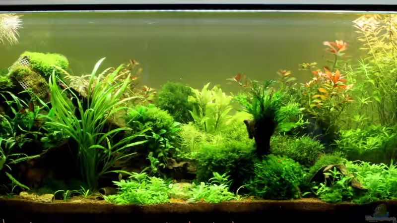 Userbild von Thainrinn von Thainrinn (12)