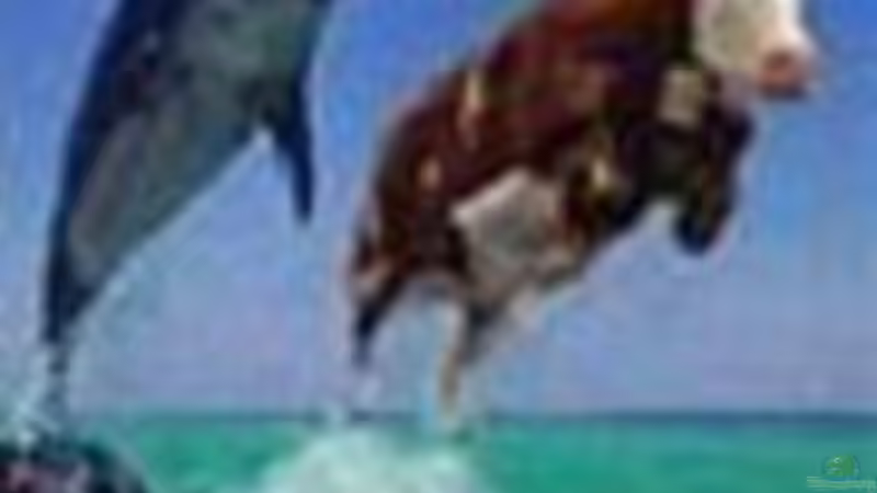 Userbild von Thomas Graf von Thomas Graf (46)