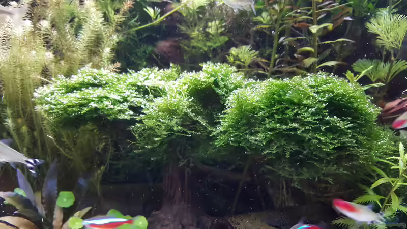 Userbild von Thomas Müller von Thomas Müller (78)