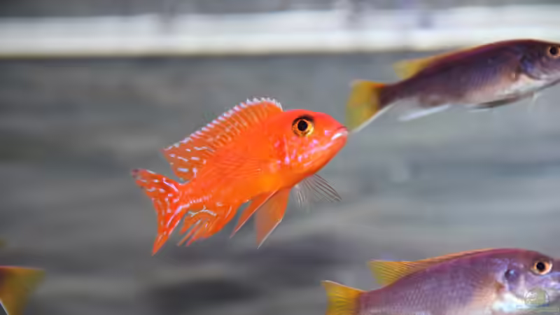 Userbild von Thomas Roscher von Thomas Roscher (12)