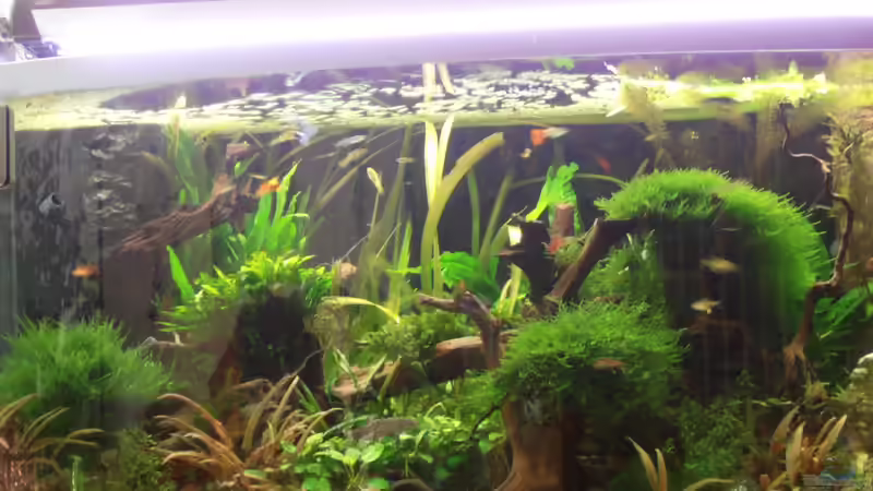 Userbild von Thomas Walla von Thomas Walla (9)