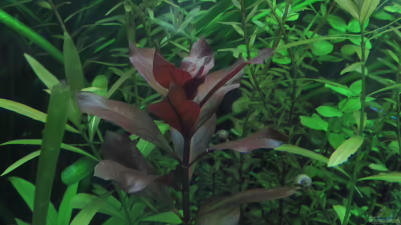 Userbild von Tigerlotus von Tigerlotus (66)