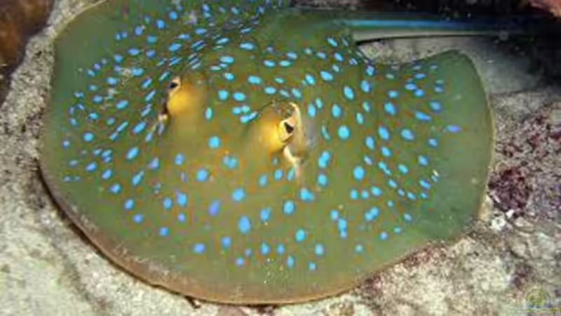 Userbild von tobschen von tobschen (12)