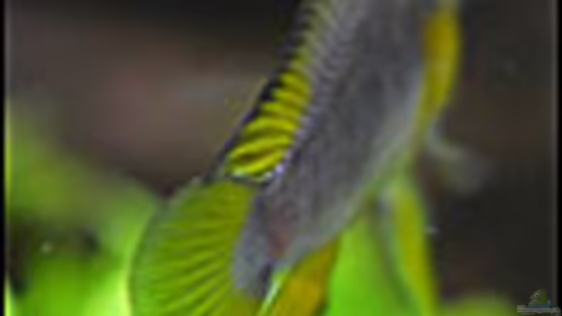 Userbild von Tuduhi von Tuduhi (16)