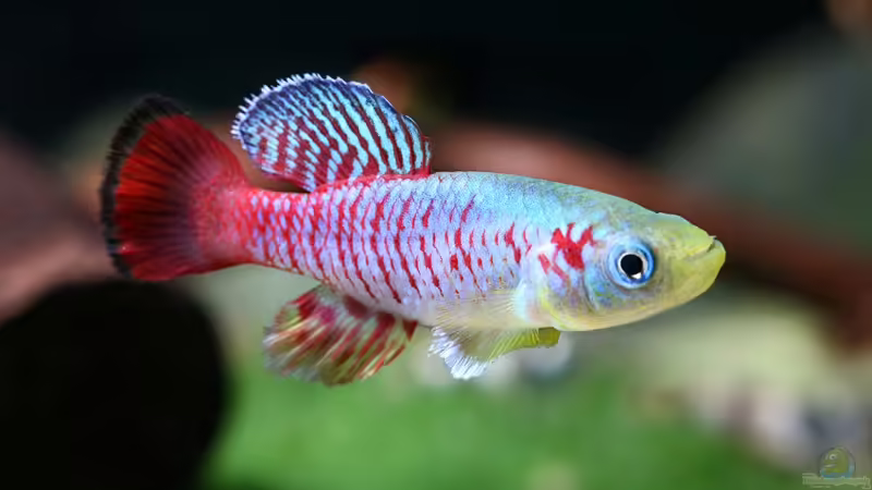 Userbild von Vancouver2010 von Vancouver2010 (47)