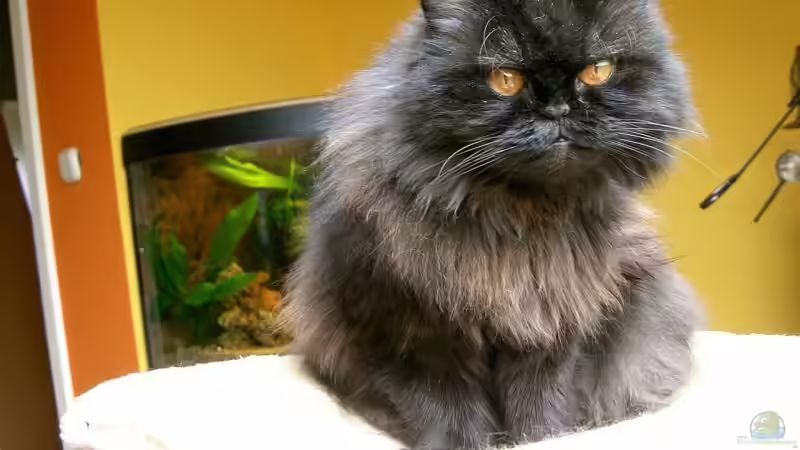 Userbild von wald-muckel von wald-muckel (15)