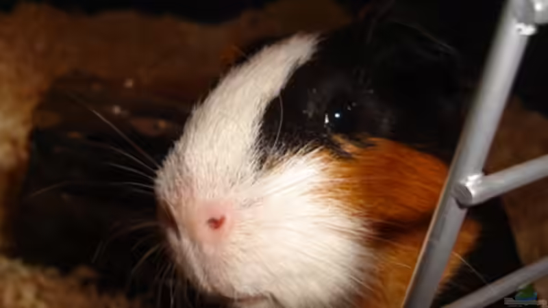 Userbild von Wauz06 von Wauz06 (8)