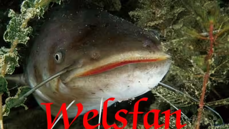 Userbild von Wels-fan von Wels-fan (66)