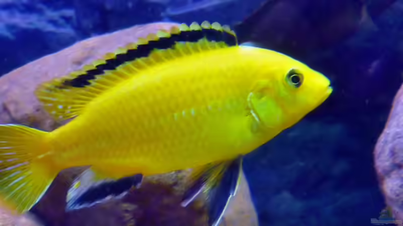 Userbild von Yellow Man von Yellow Man (31)