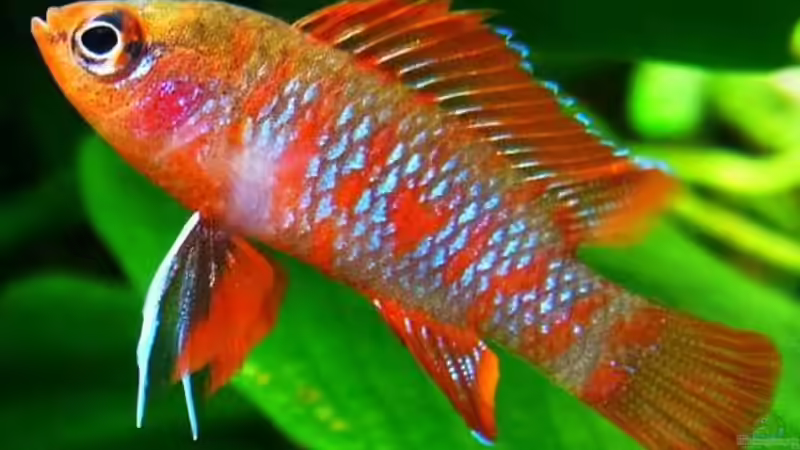 Userbild von YoshiMaus von YoshiMaus (32)