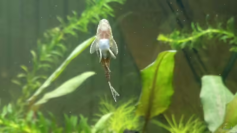 Userbild von Zwergwels Fan von Zwergwels Fan (15)