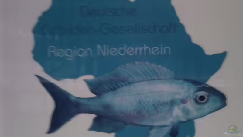 Usertreffen auf den 2. Cichlidentagen im Zeitraum 30.09. - 03.10.11???