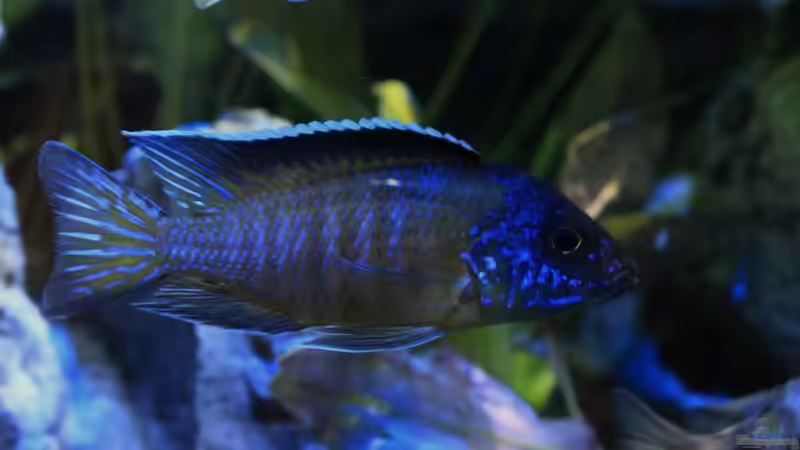 Usisya von Frank Hopp (86)