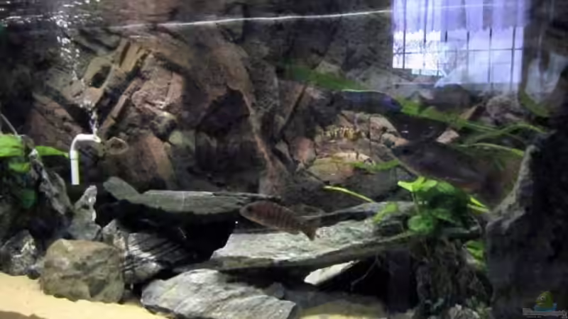 Utaka Malawi Becken von Esslinger (1)