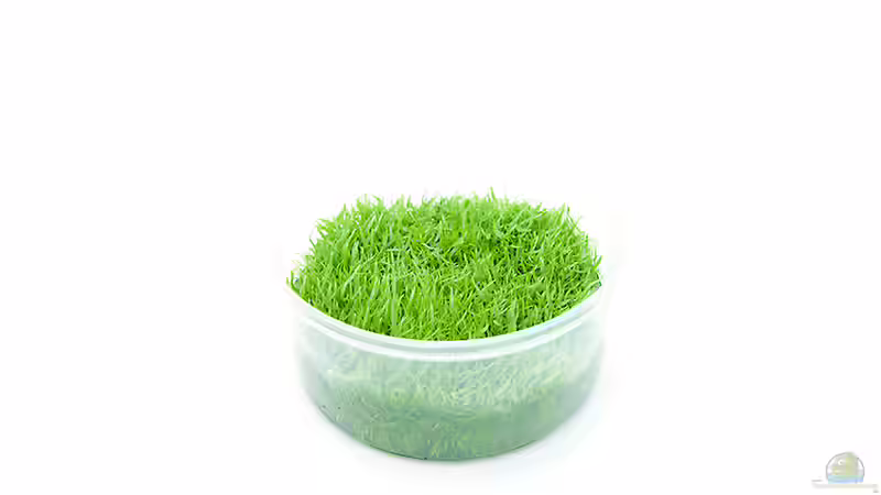 Utricularia graminifolia In vitro Quelle: InVitro-Shop.de von Marcel Reiter (15)