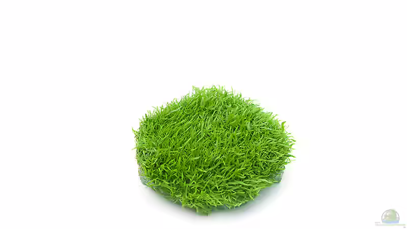 Utricularia graminifolia In vitro Quelle: InVitro-Shop.de von Marcel Reiter (16)