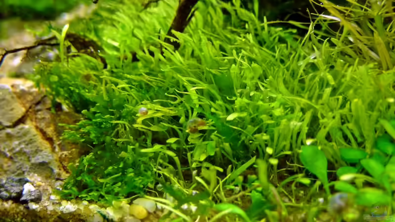 Utricularia graminifolia von -serok- (13)