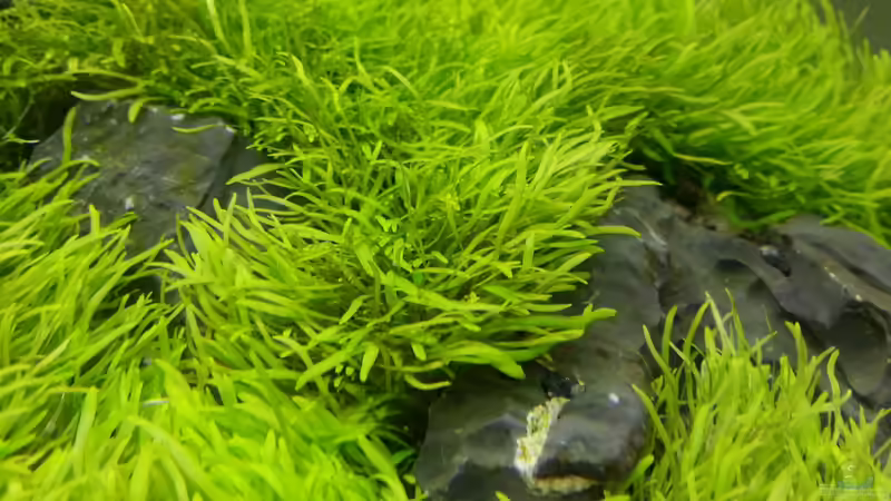 Utricularia gramminifolia von Marcel Reiter (5)