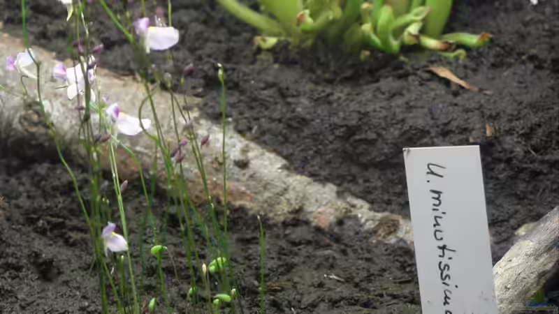 Utricularia minutissima