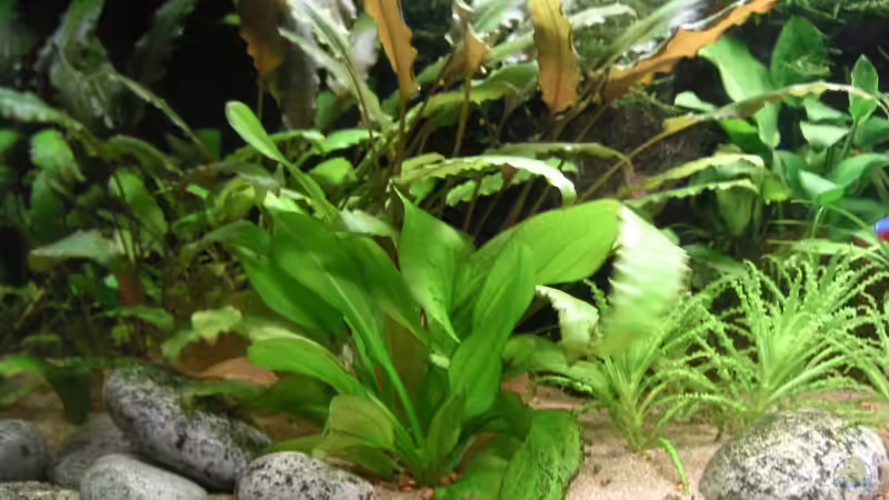 v.: Echinodorus, h: Cryptocoryne Aug.08 von Wildwuchs (6)