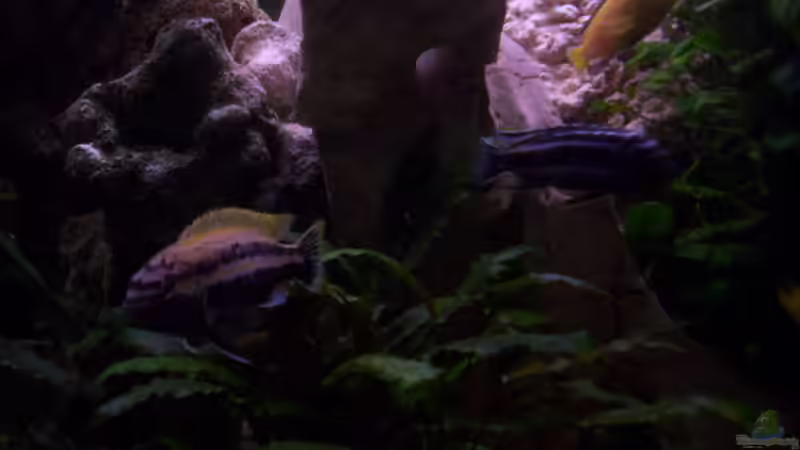 v. l.n.r. auratus M; maingano M; yellow W von Niko P. (29)