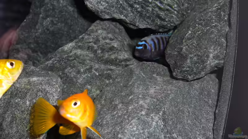 v.l. ´Yellow´ Weib, Ps. saulosi Weib, Ps. saulosi Bock von Christopher Roß (21)