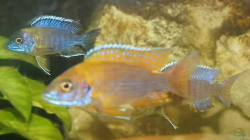 v.l.n.r.: ngara mdoka, red rubin, dahinter chiwindi m von Schdäff (33)