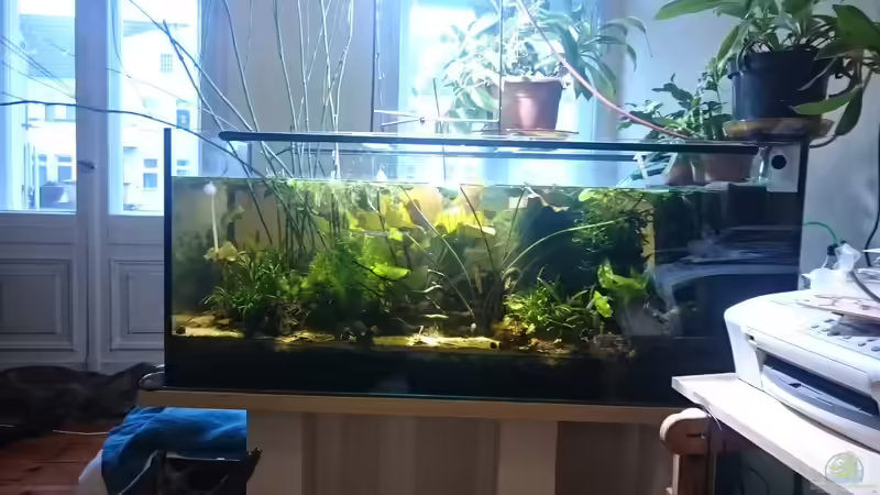 V.l.n.r.: Thailand-Javafarn, Javamoos, dahinter Japanischer Schachtelhalm, Rote Echinodorus, von miv (11)