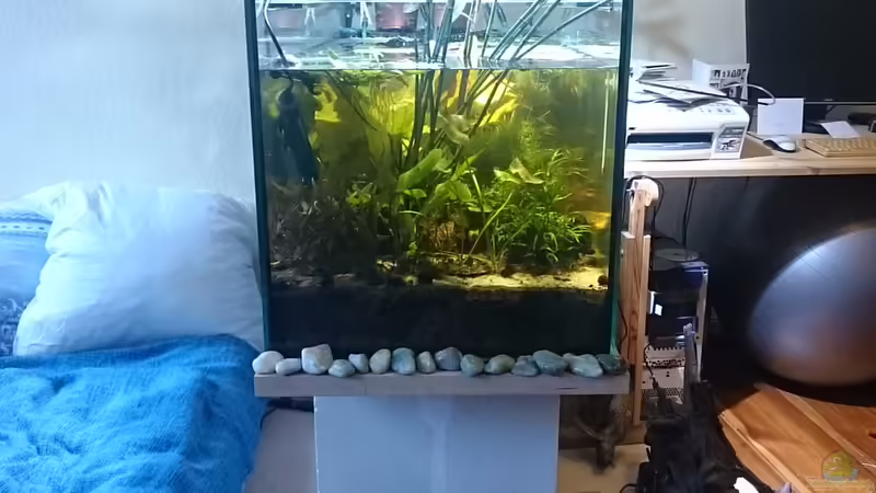 V.l.n.r.: Wendtscher Wasserkelch, Wasserbanane, dahinter Japanischer Schachtelhalm, von miv (12)