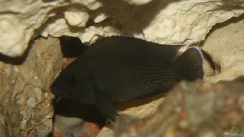 V.moori in voller Pracht von Julien Preuß (33)