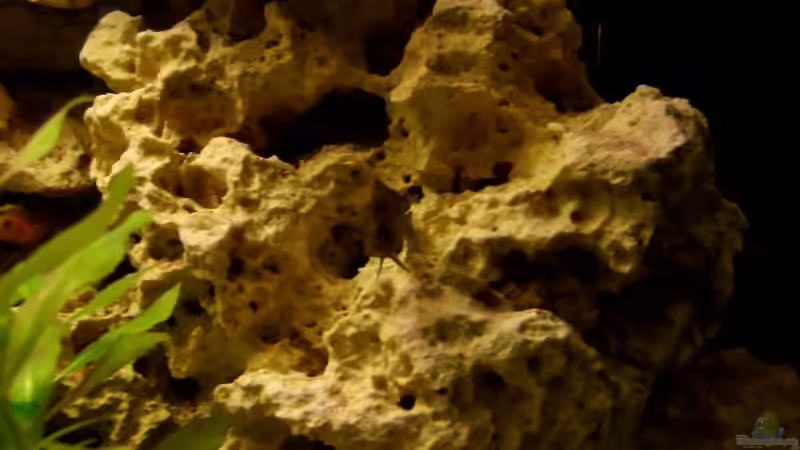 V.moorii von Julien Preuß (15)