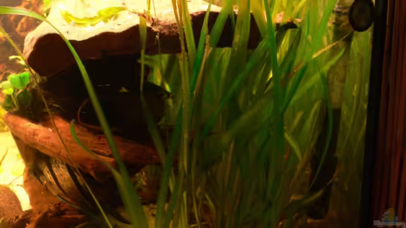 V10 von Lexterpower (6)