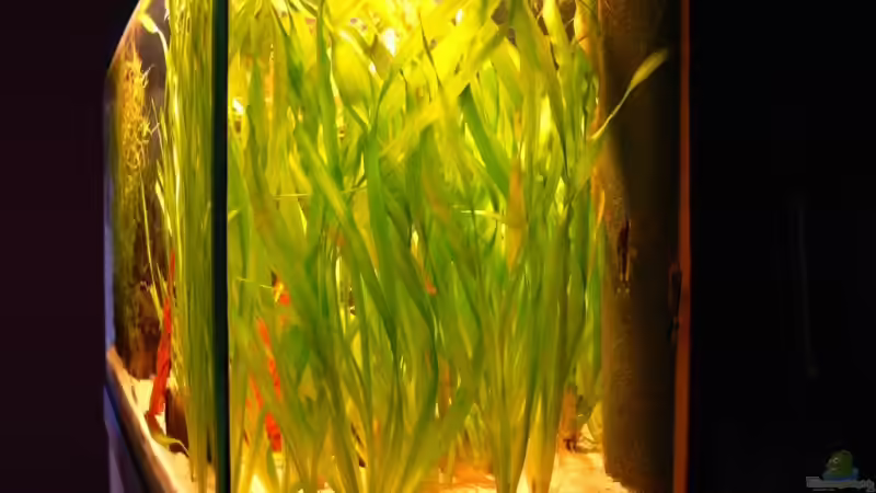 V40 von Lexterpower (3)