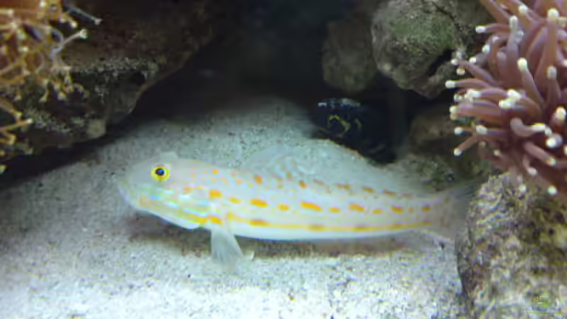 Aquarien mit Valenciennea puellaris (Maiden-Schläfergrundel)